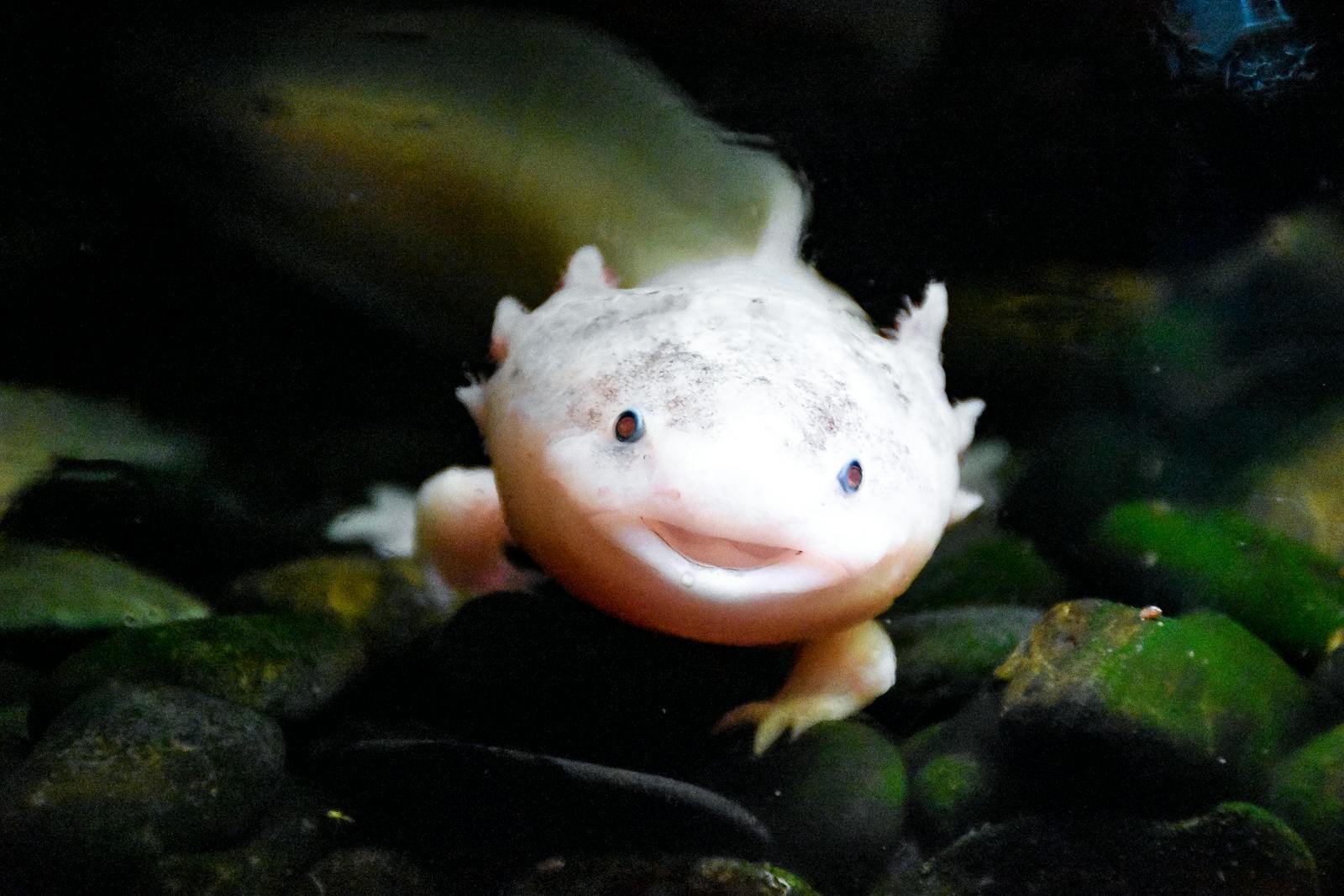 Charming axolotl smiling underwater, showcasing its unique features in a natural setting.