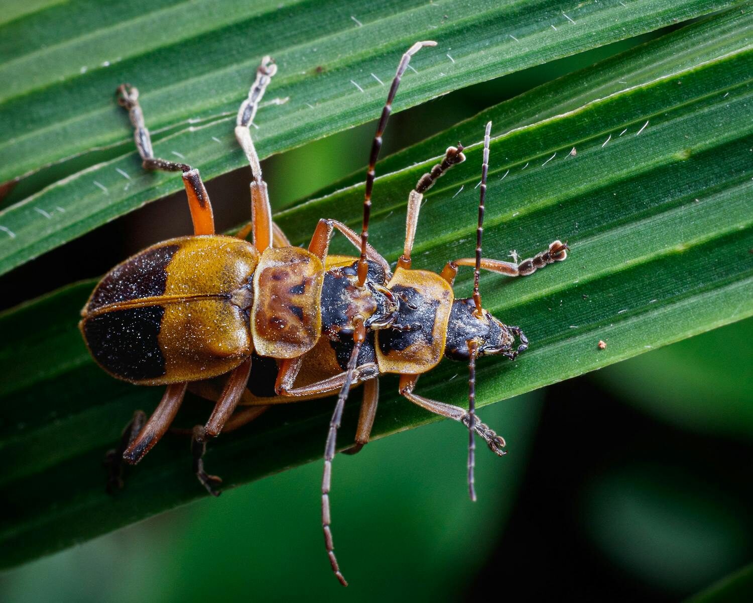 Detailed macro shot of two longhorn beetles on a green leaf, showcasing their intricate patterns.
