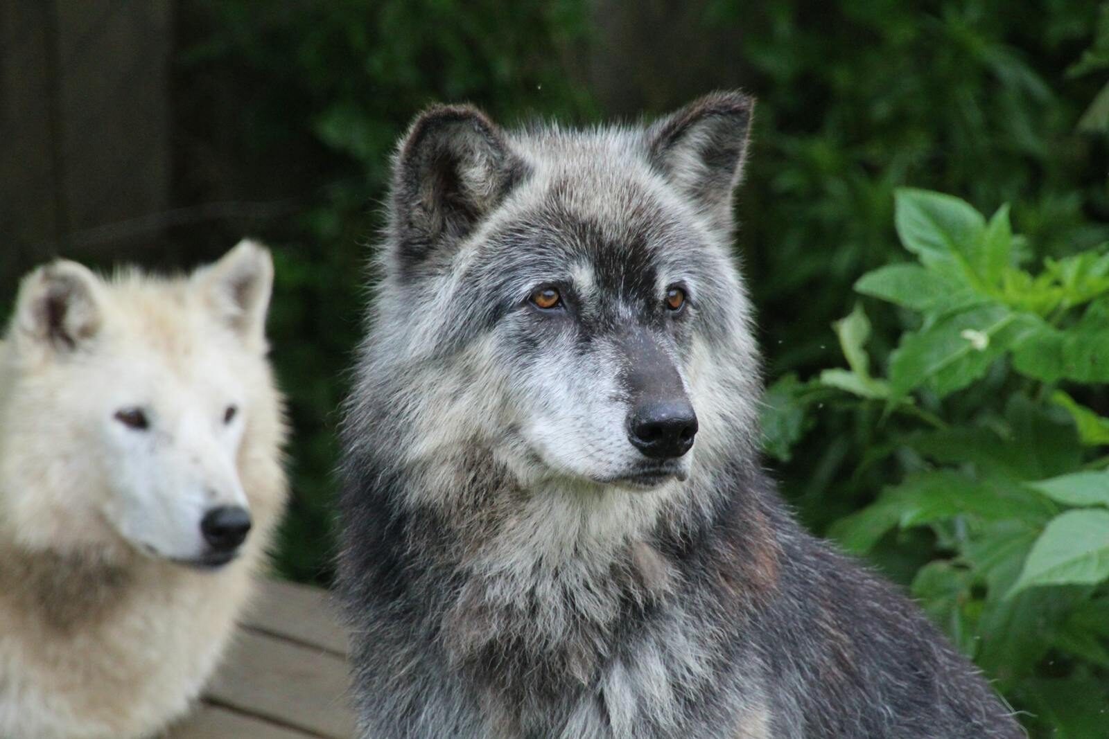 Close-up shot of two wolves in a lush outdoor setting, showcasing natural beauty.