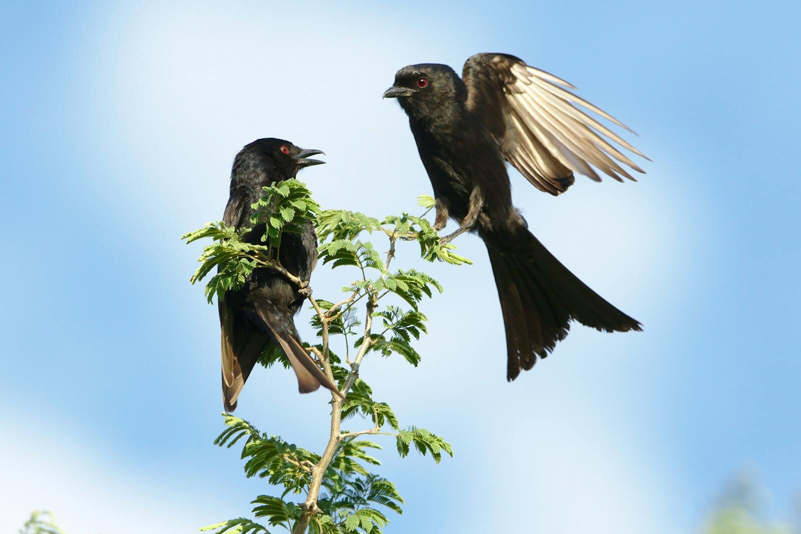 Bird intelligence