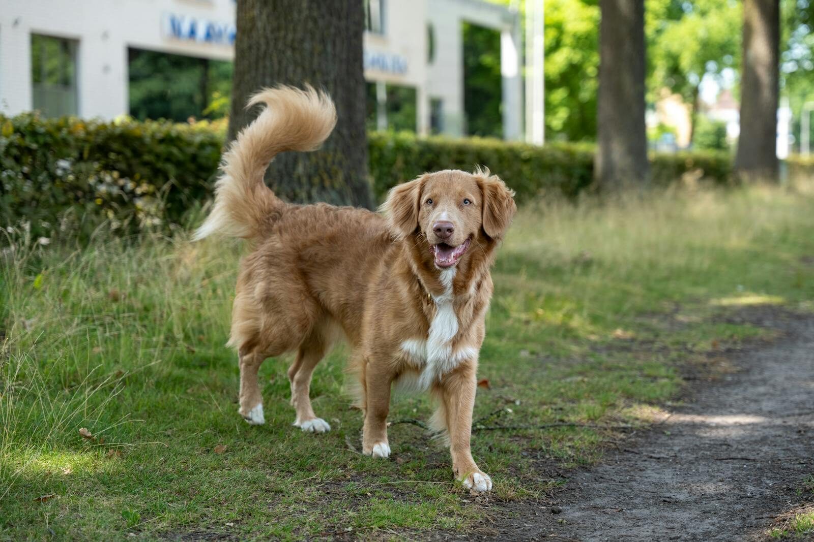 A happy Nova Scotia Duck Tolling Retriever plays on a grassy path, showing excitement and joy outdoors.