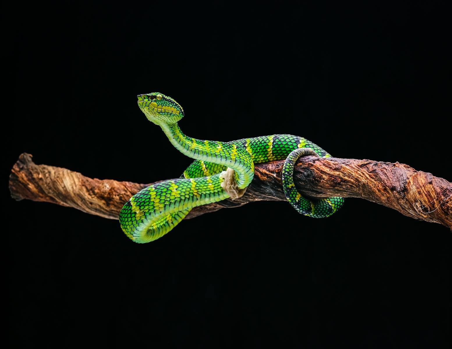 Close-up of a vibrant green viper snake coiled on a branch against a black background.