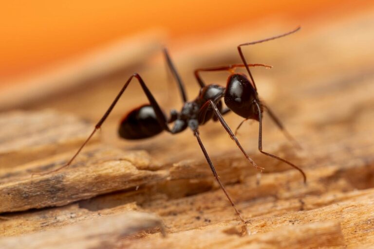 Detailed macro photograph of a black ant on wood texture, captured outdoors.