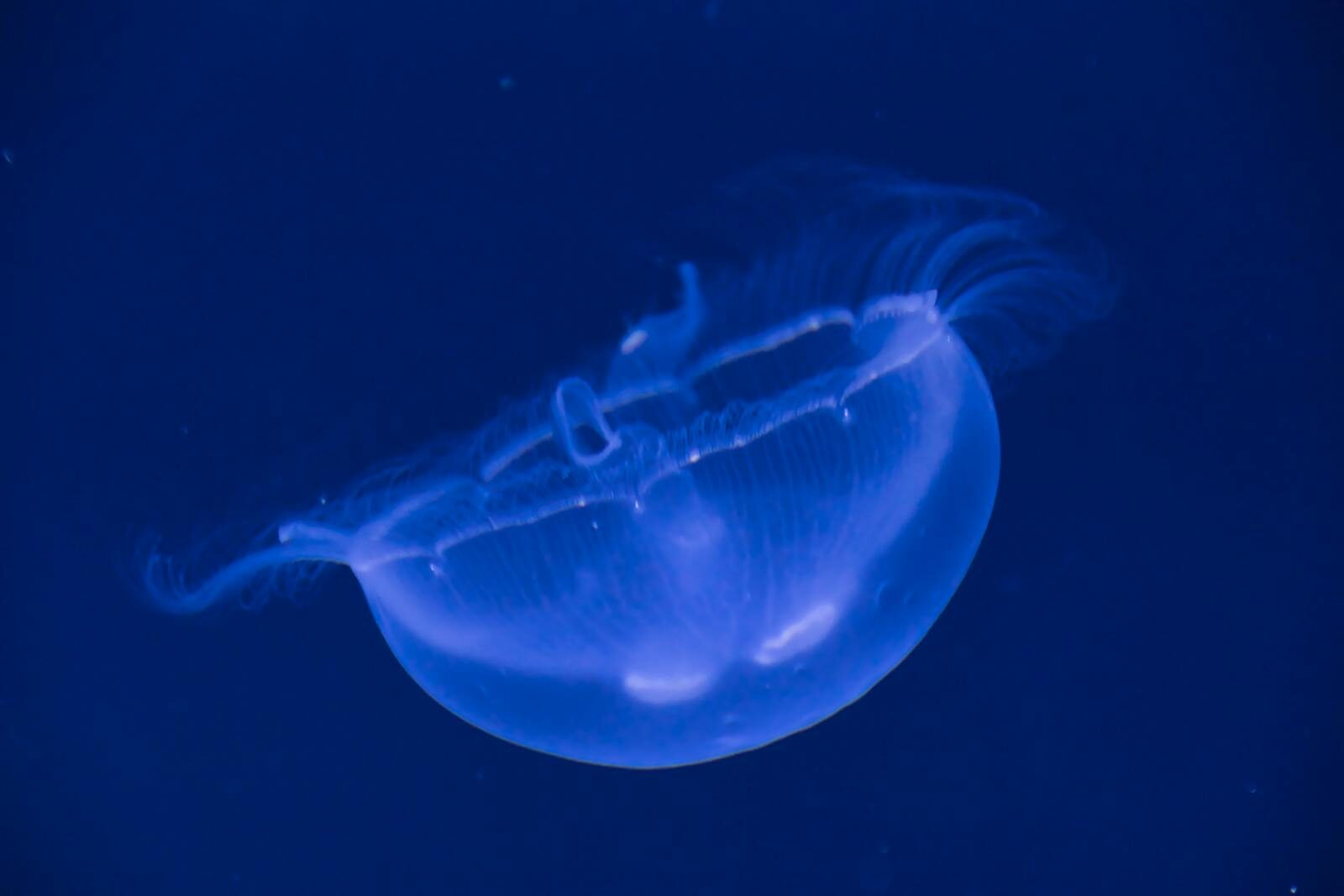 Mesmerizing blue jellyfish gracefully swimming underwater in a vibrant sea.