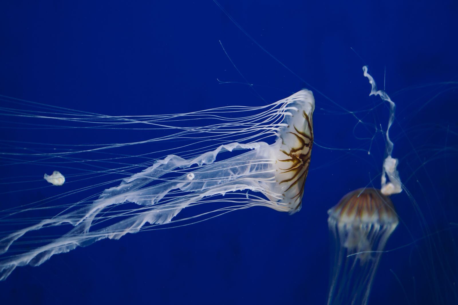 Captivating jellyfish glide gracefully in deep blue aquarium waters.