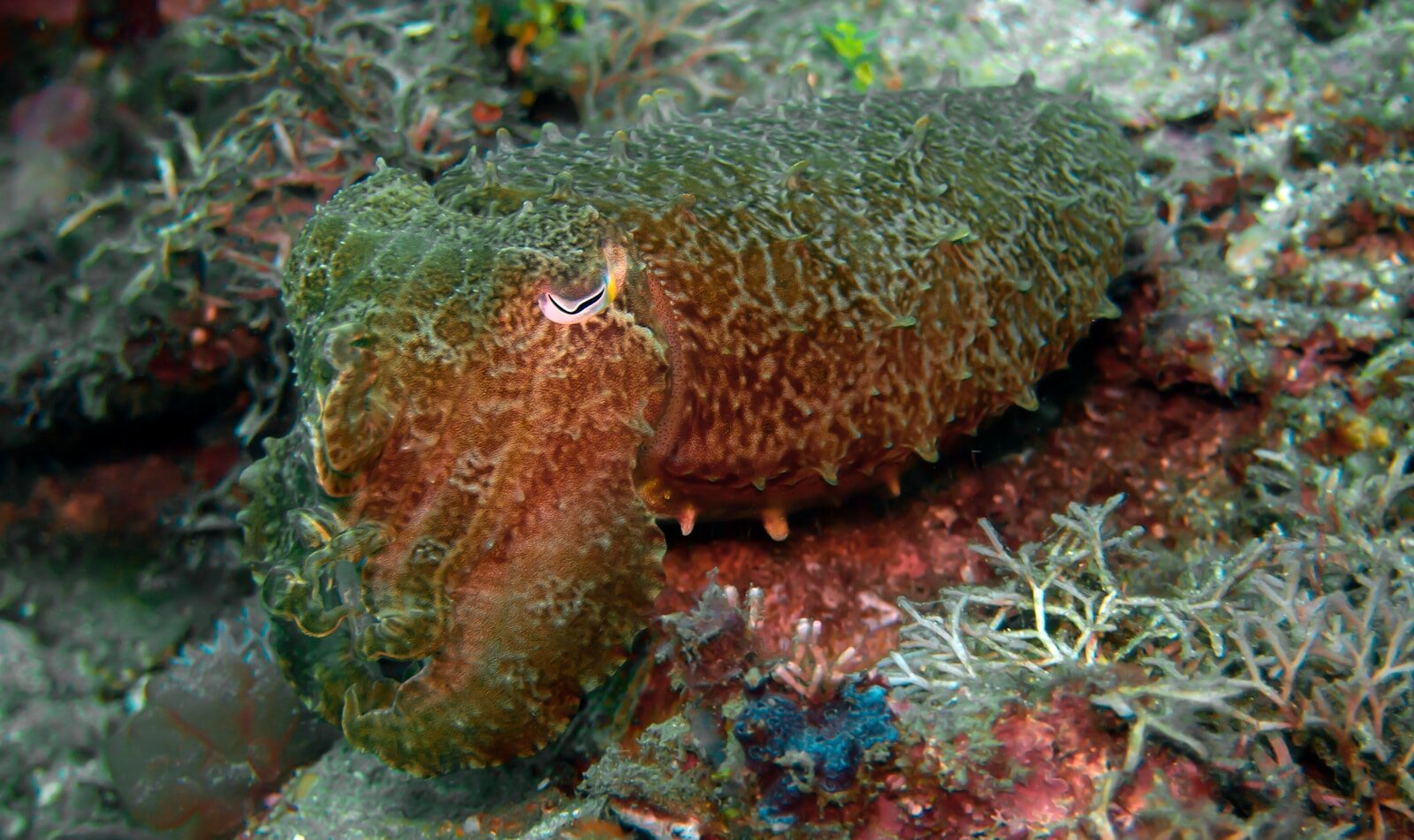 a close up of a sea anemone on a coral
