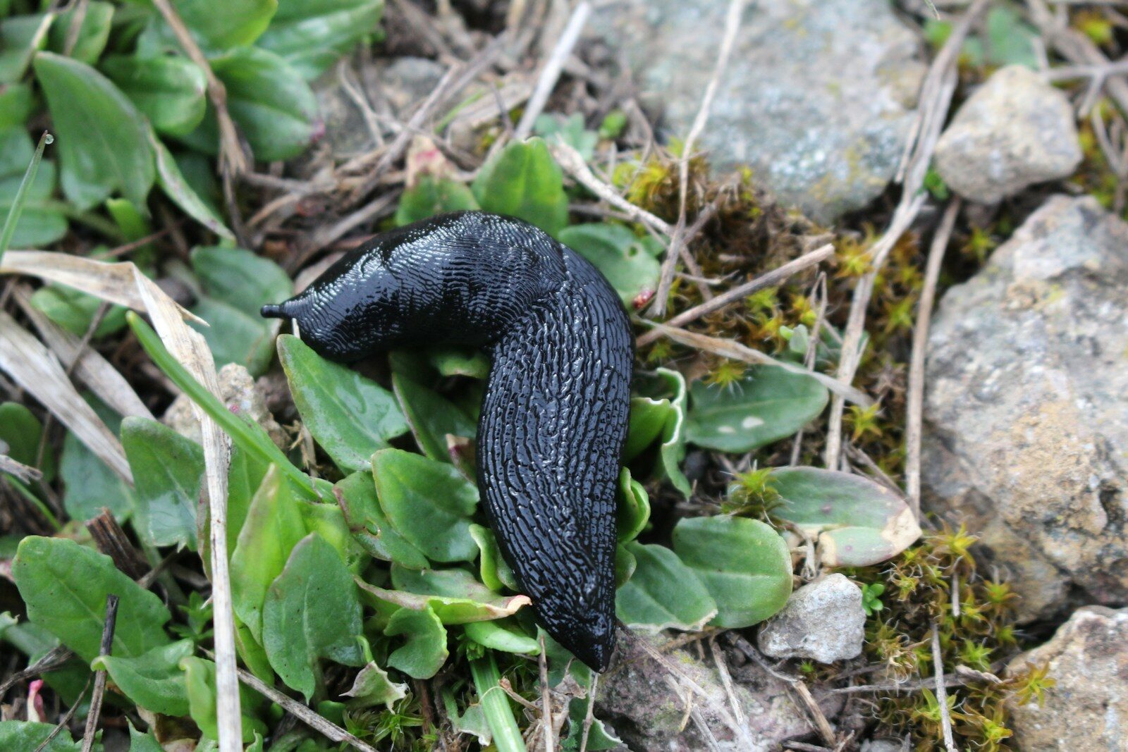 A black slug rests among green leaves.